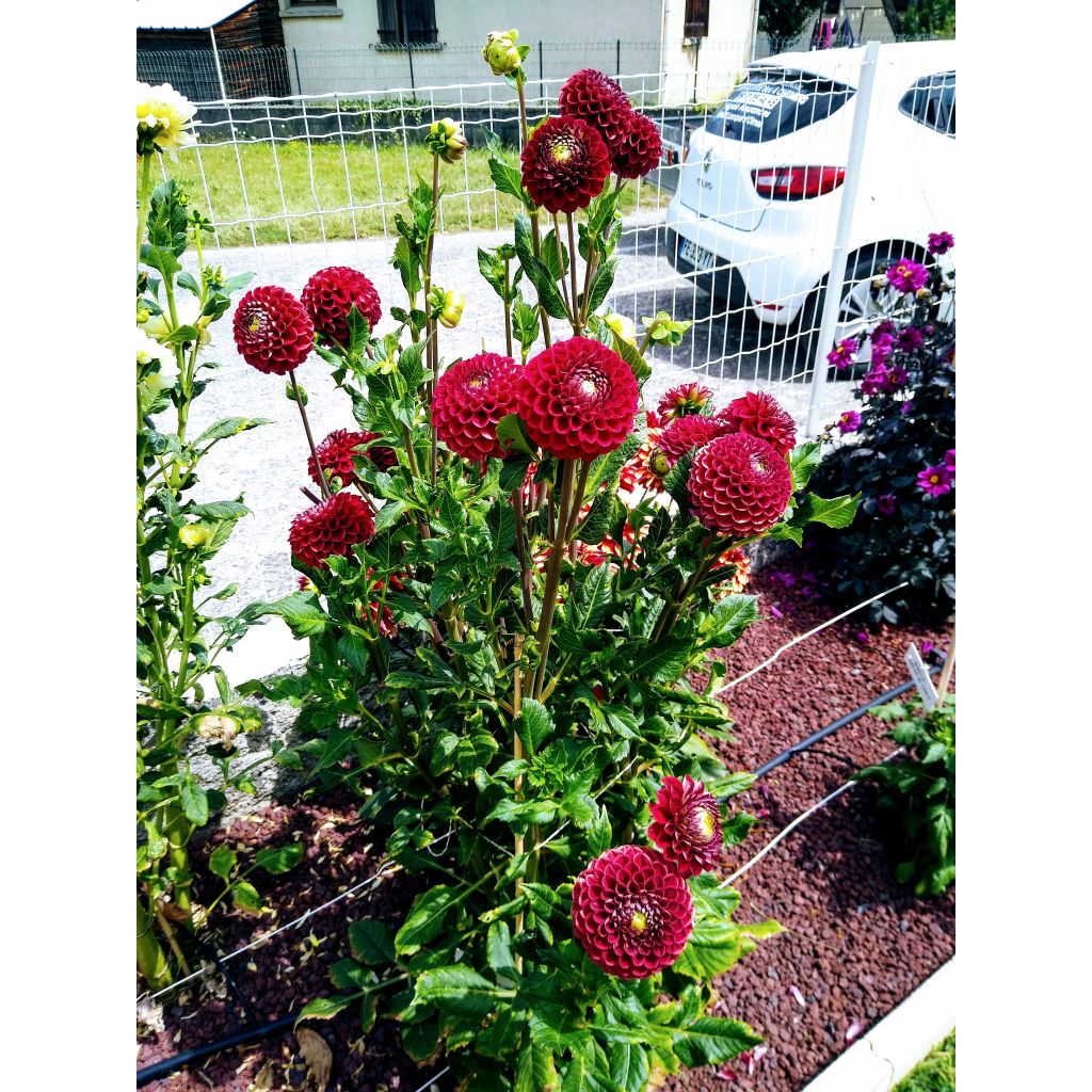 Dália bola Dark Spirit