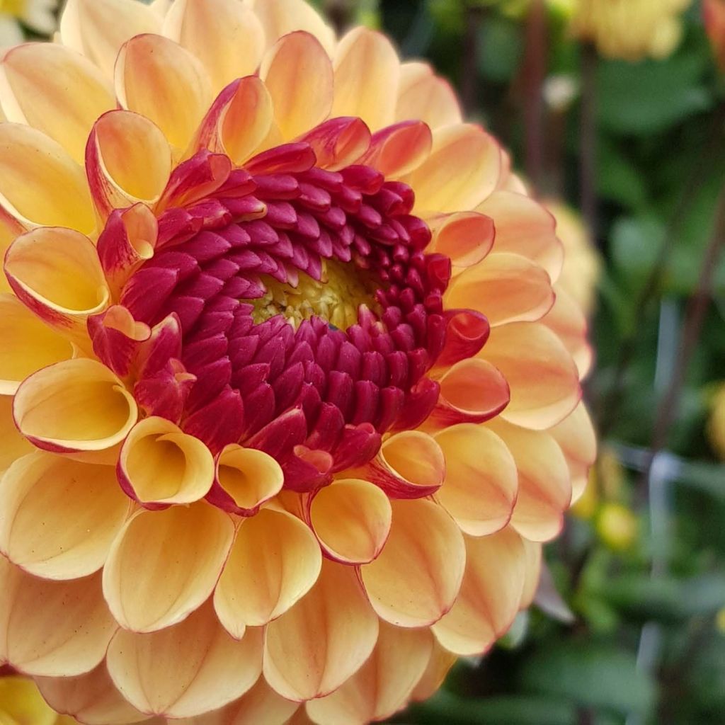 Dália bola Summer Haze