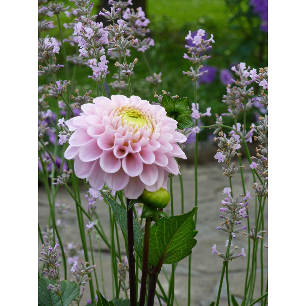 Dália bola Wizard Of Oz