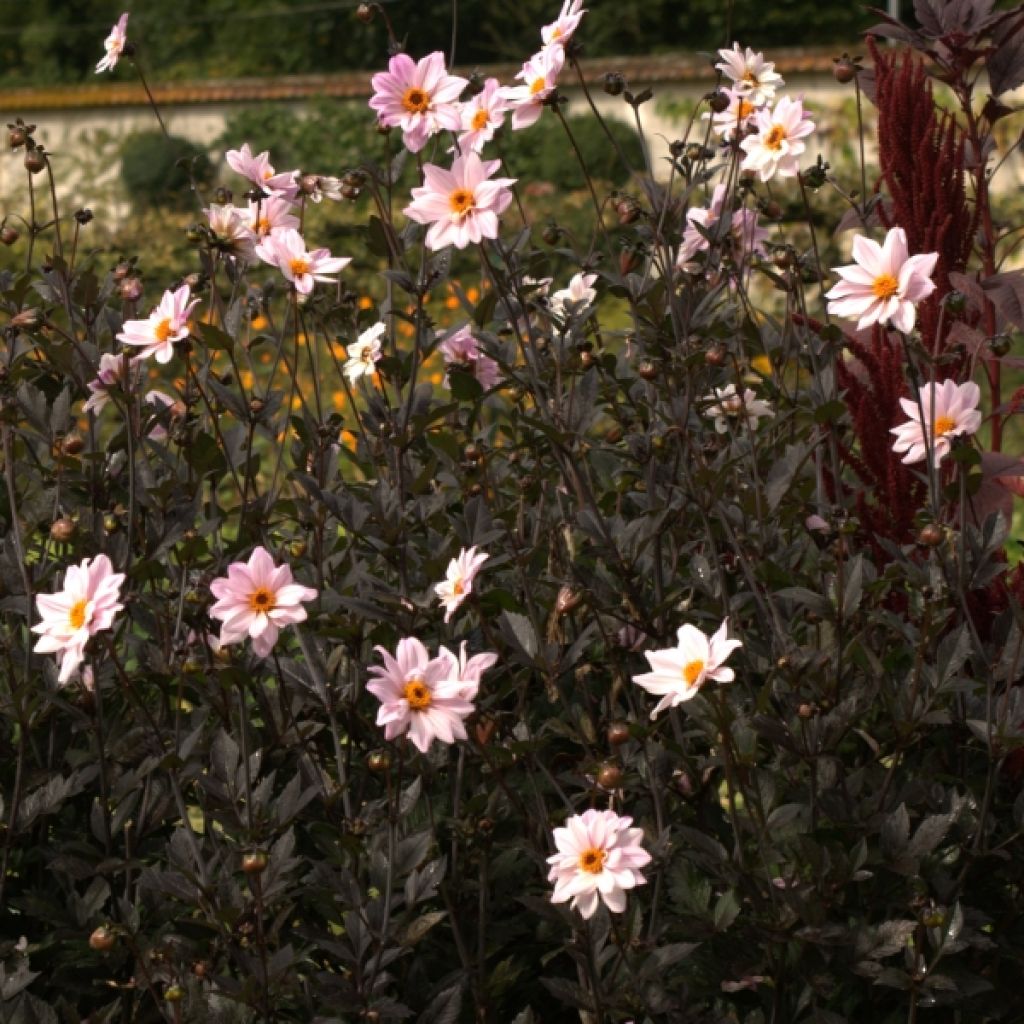 Dália anémona Bishop of Leicester