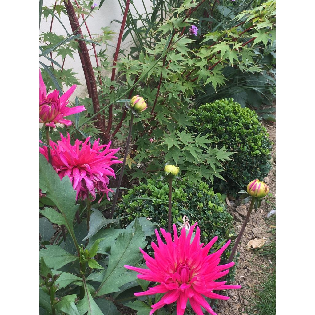 Dália cactus anã Blue Record