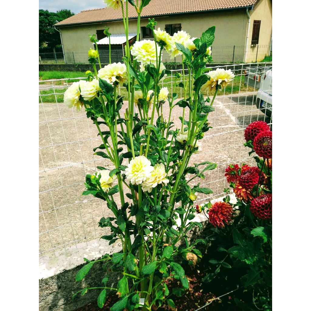 Dália nenúfar Dahlia Vanilla