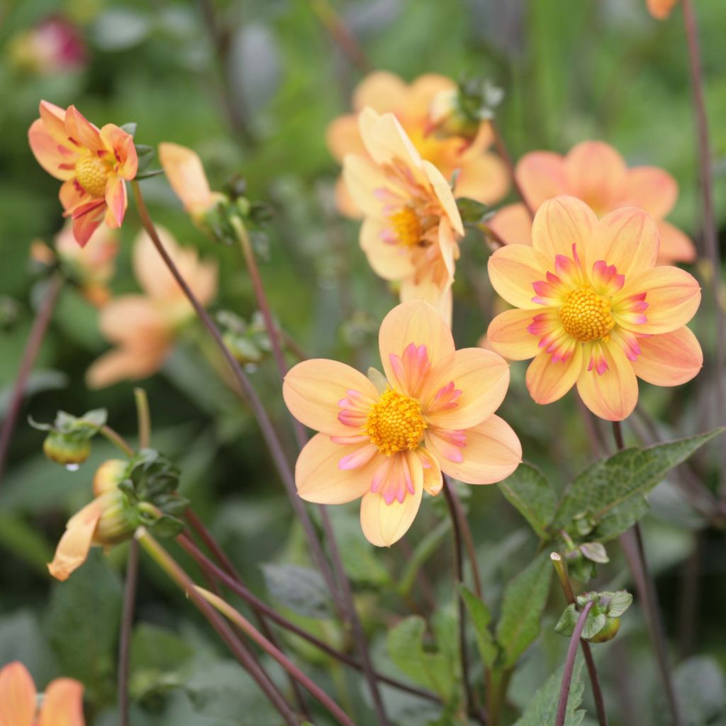 Dália anémona Kelsey Annie Joy