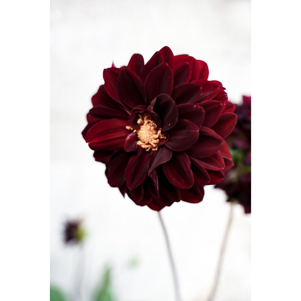 Dália decorativa Arabian Night