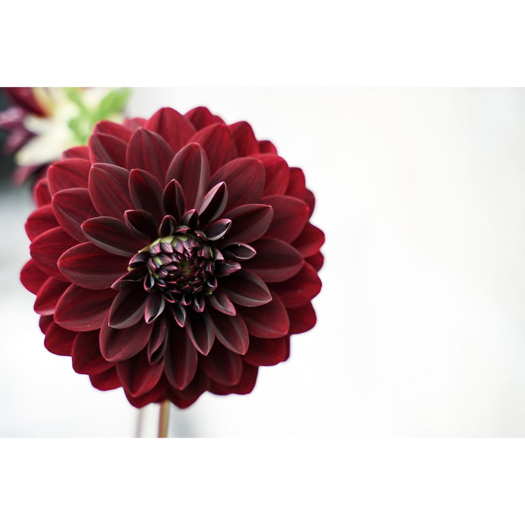 Dália decorativa Arabian Night