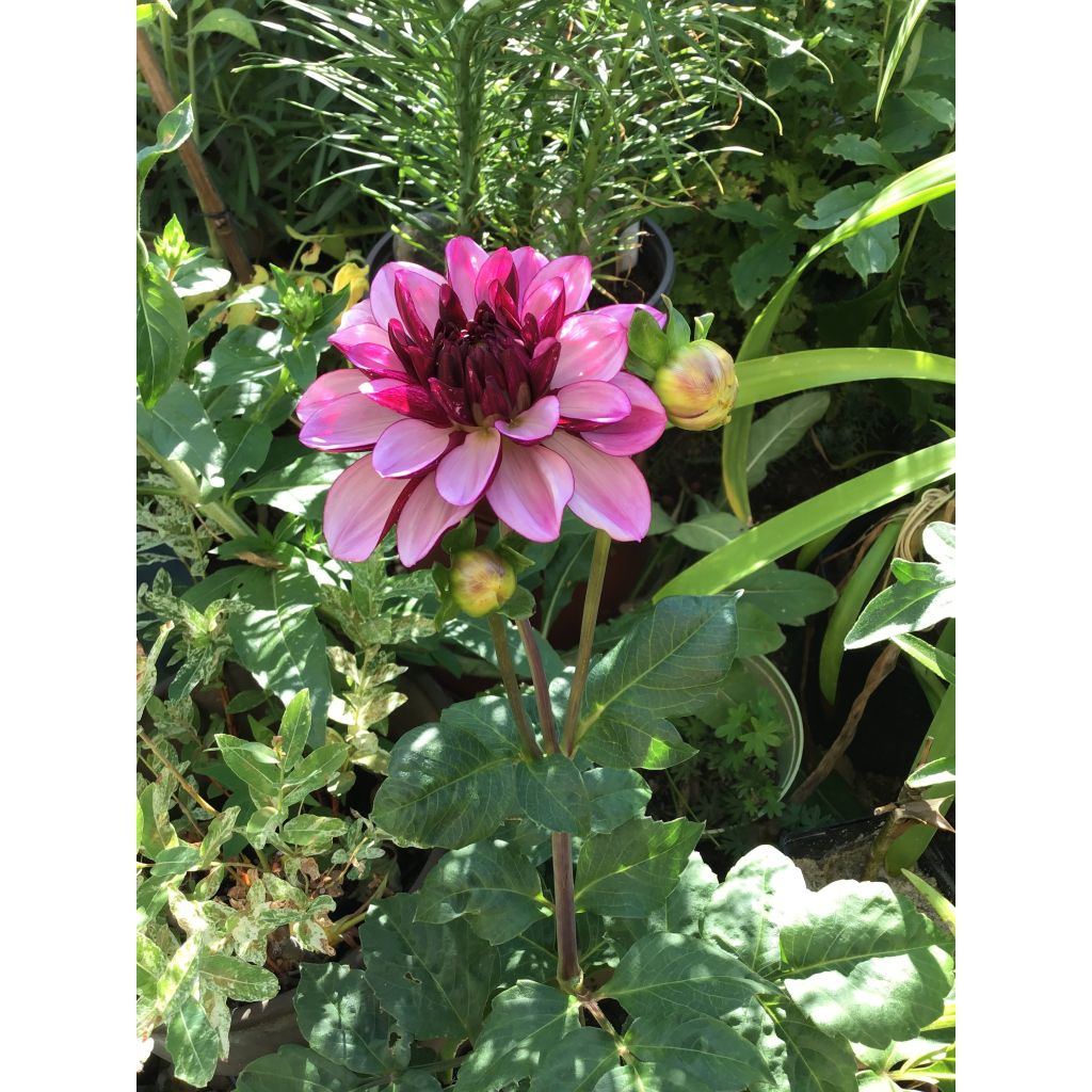 Dália decorativa Creme de Cassis