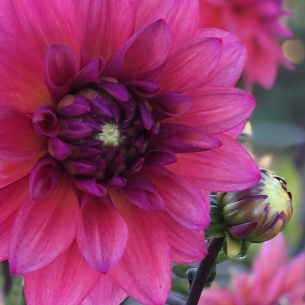 Dália decorativa Féline Yvonne