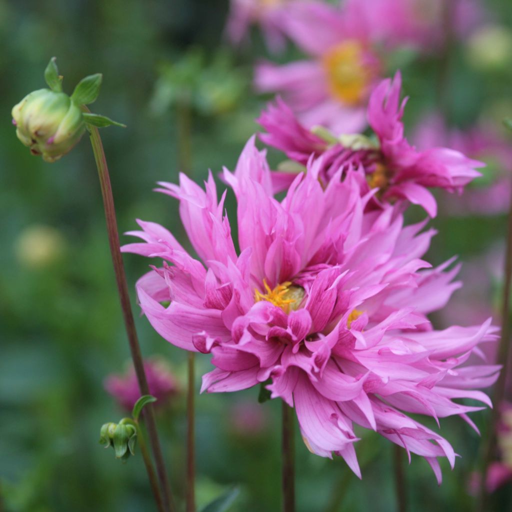 Dália decorativa Frizzle Sizzle