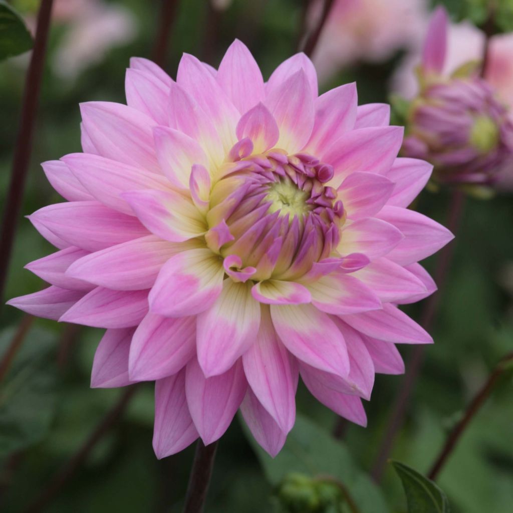 Dália decorativa Miss Delilah