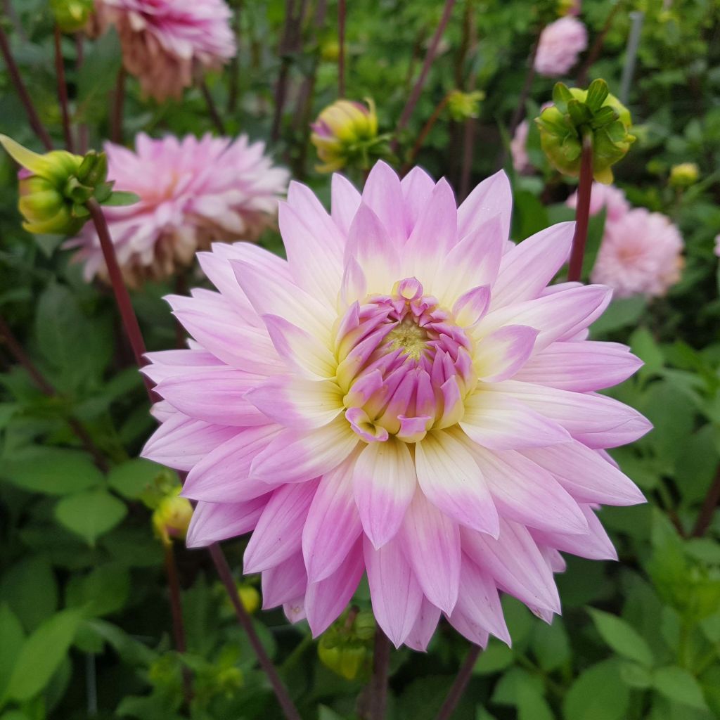 Dália decorativa Miss Delilah