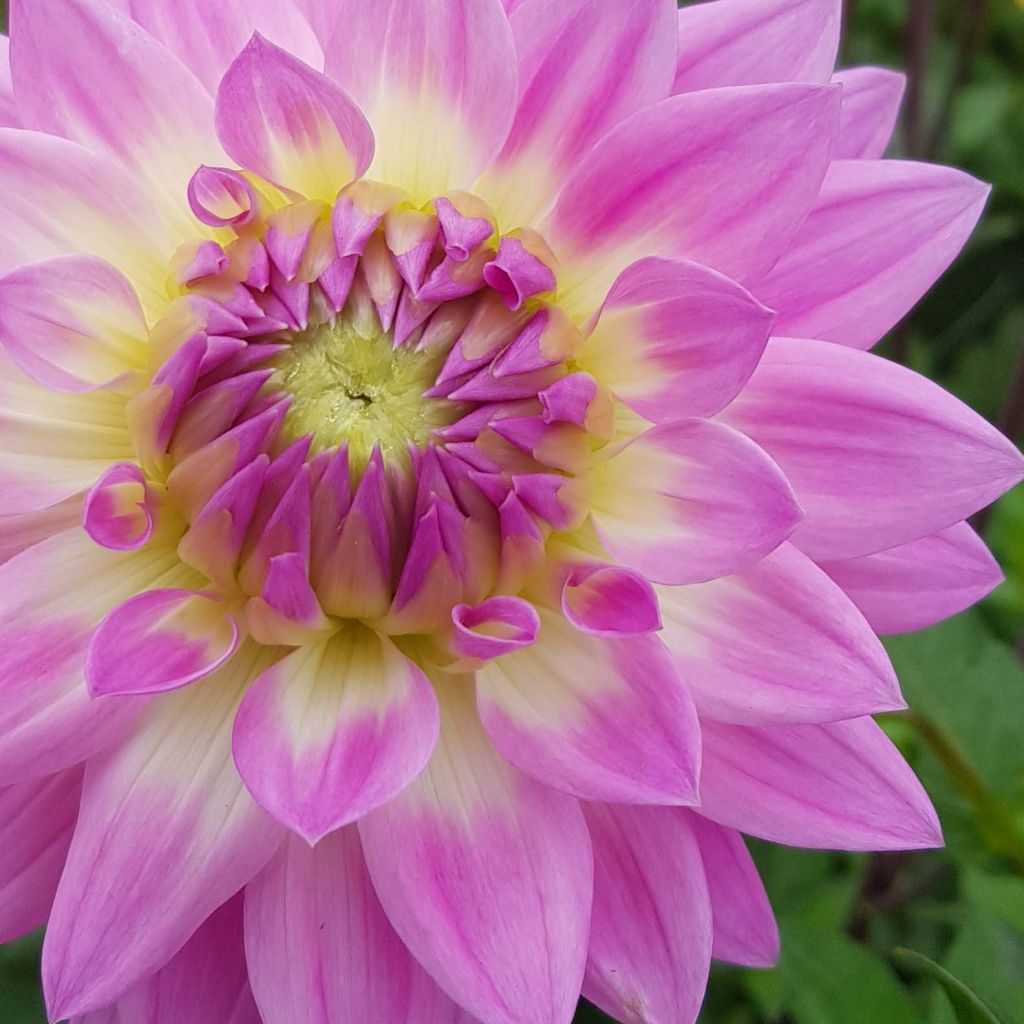 Dália decorativa Miss Delilah