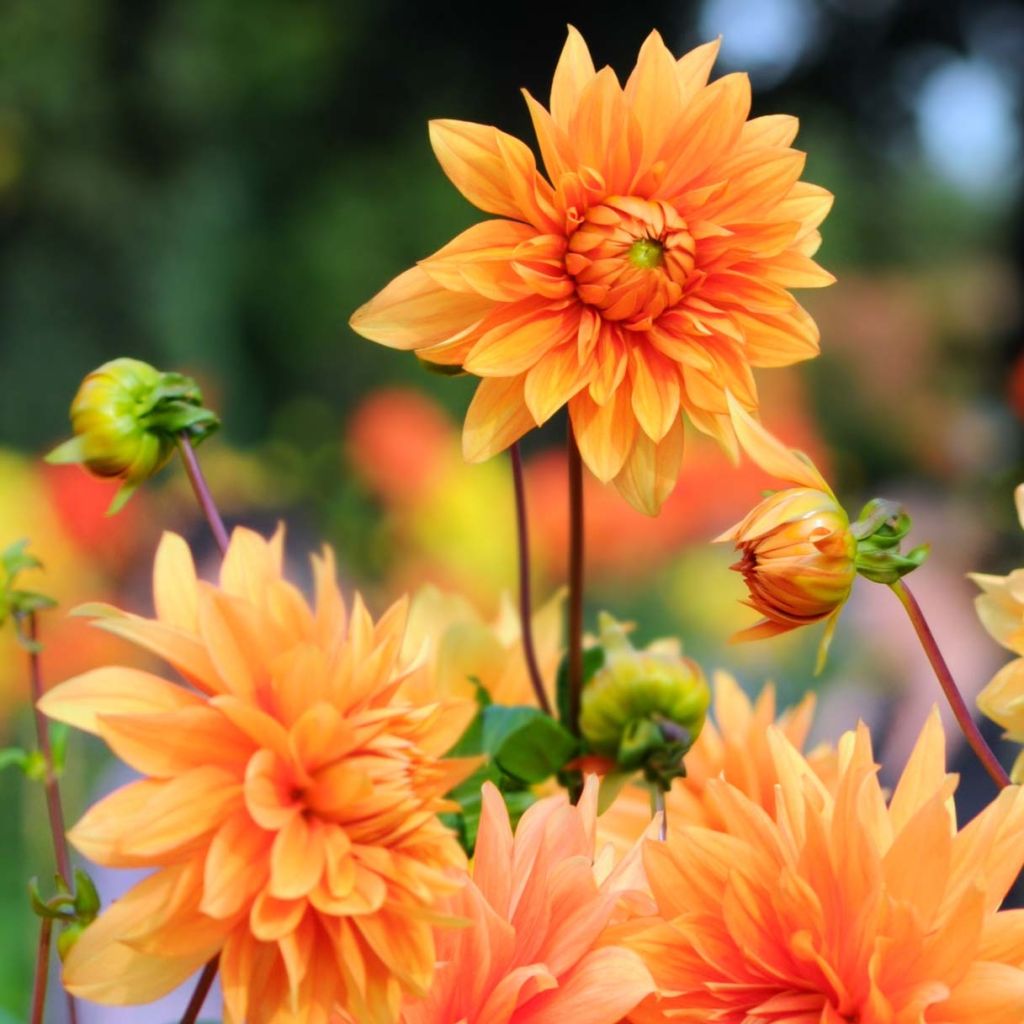 Dália decorativa Motto