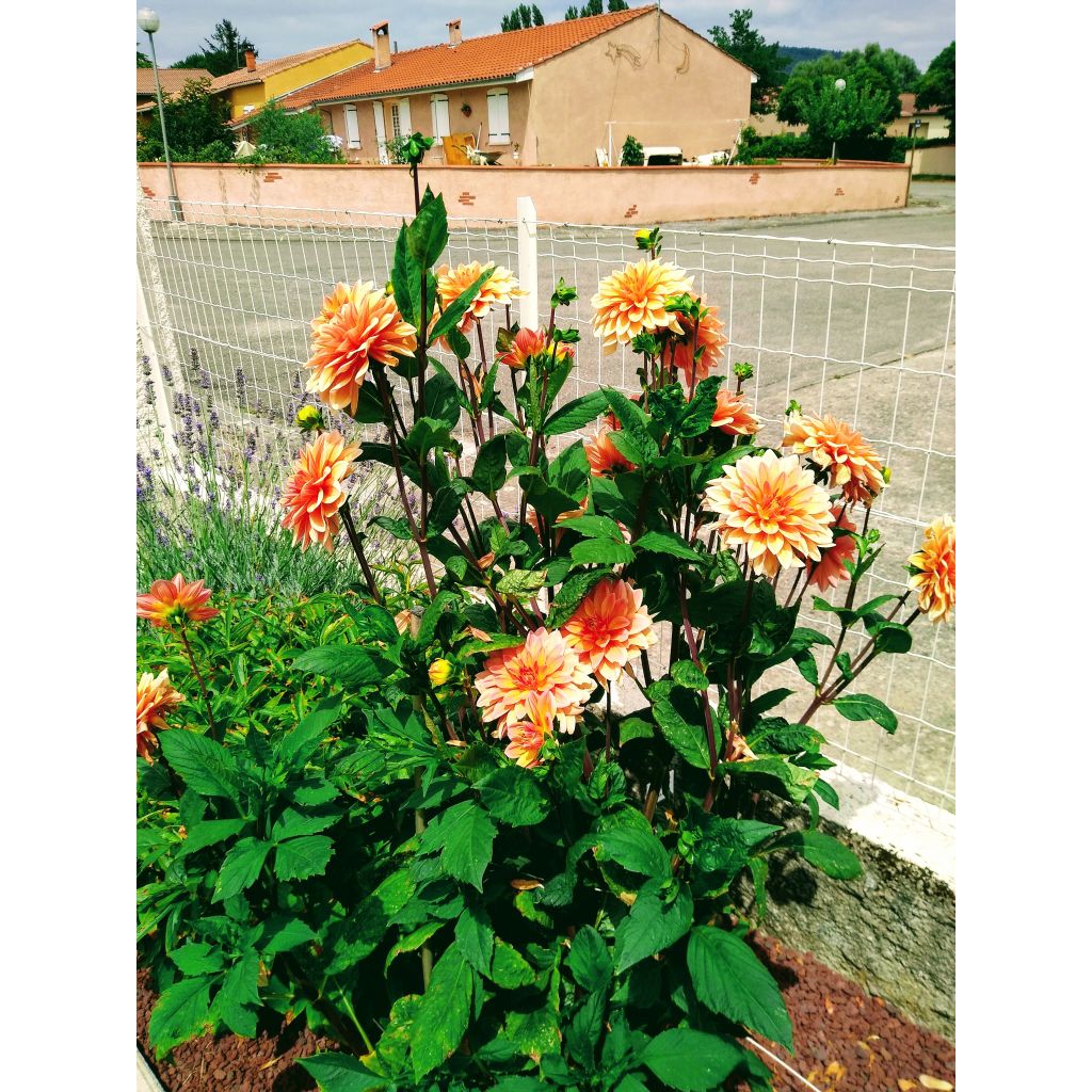 Dália decorativa Motto