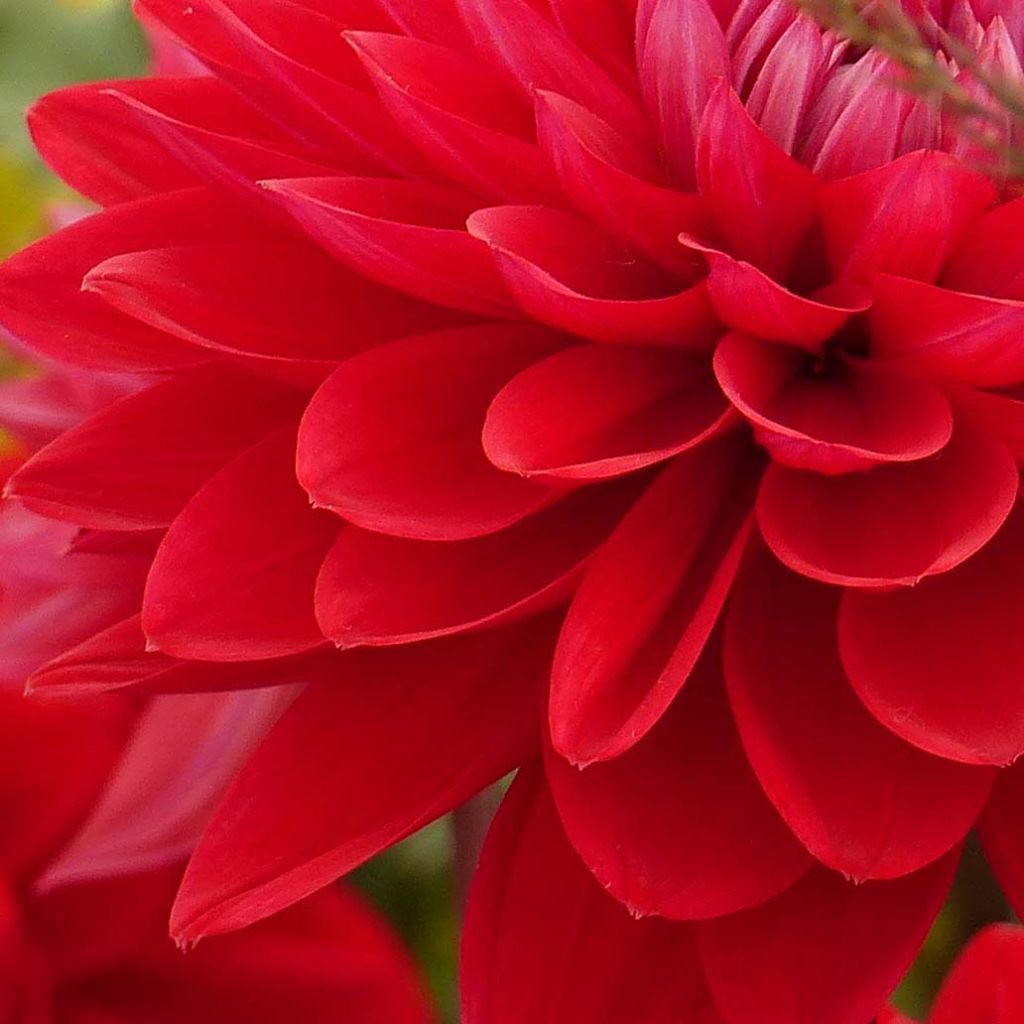 Dália decorativa Philadelphia