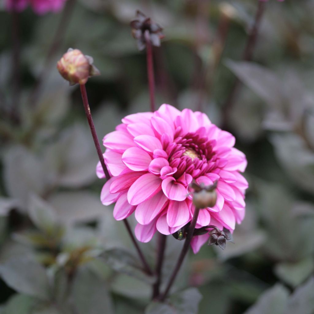 Dália decorativa Profundo