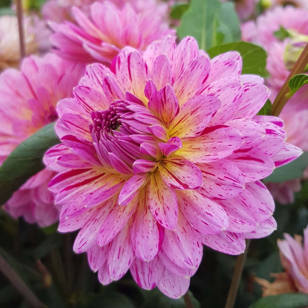 Dália decorativa Tropical