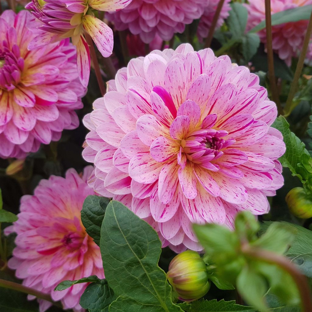 Dália decorativa Tropical