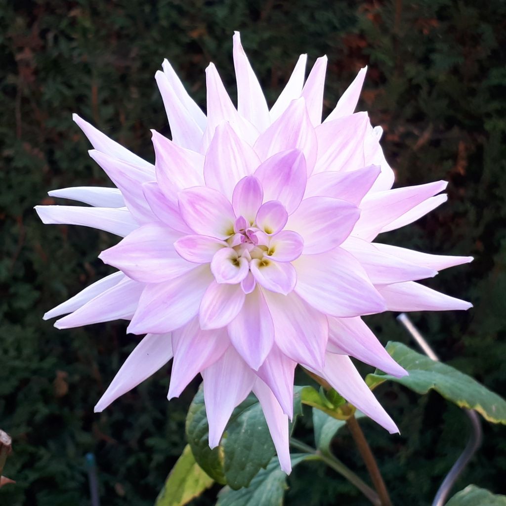 Dália decorativa Victoria Ann