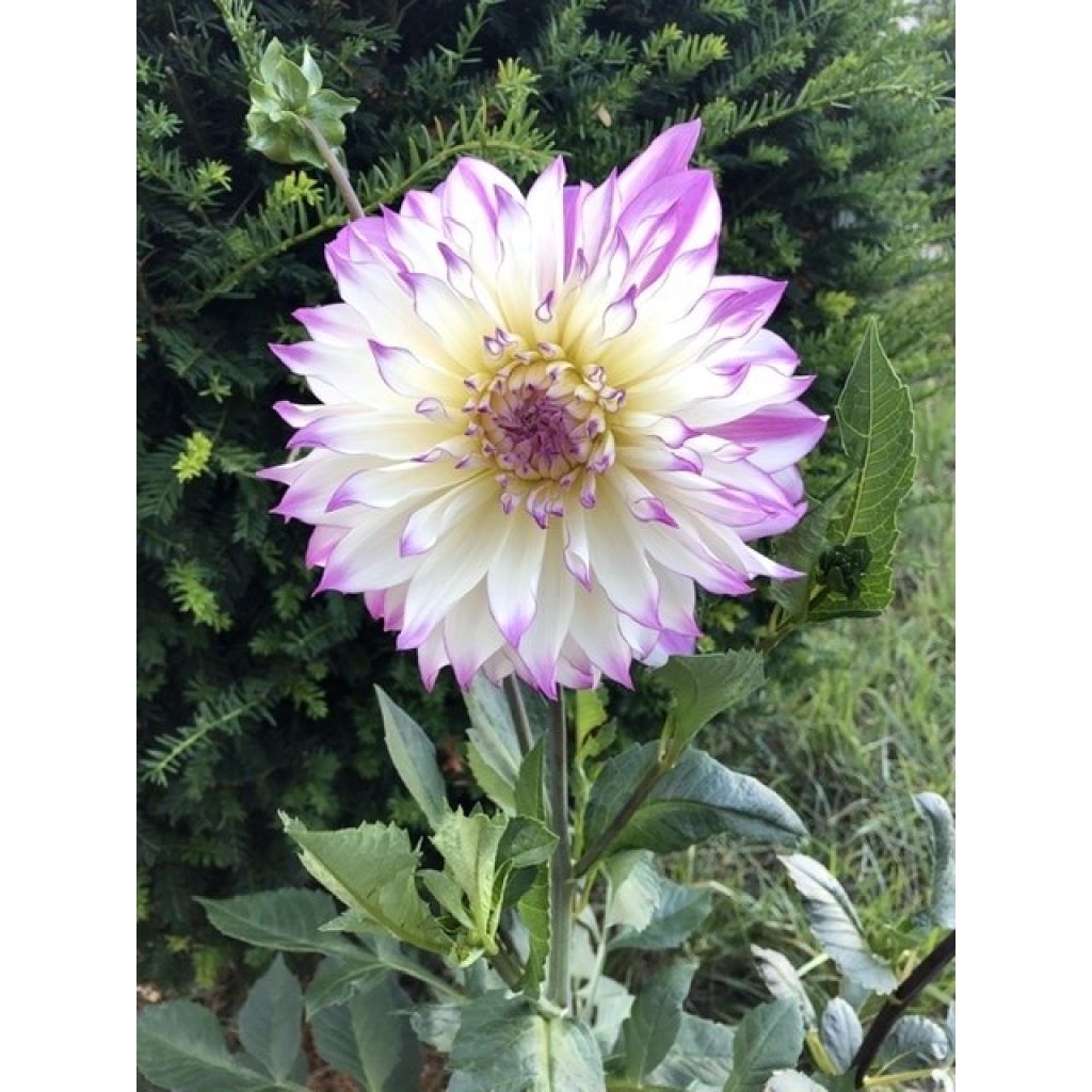 Dália decorativa Victoria Ann