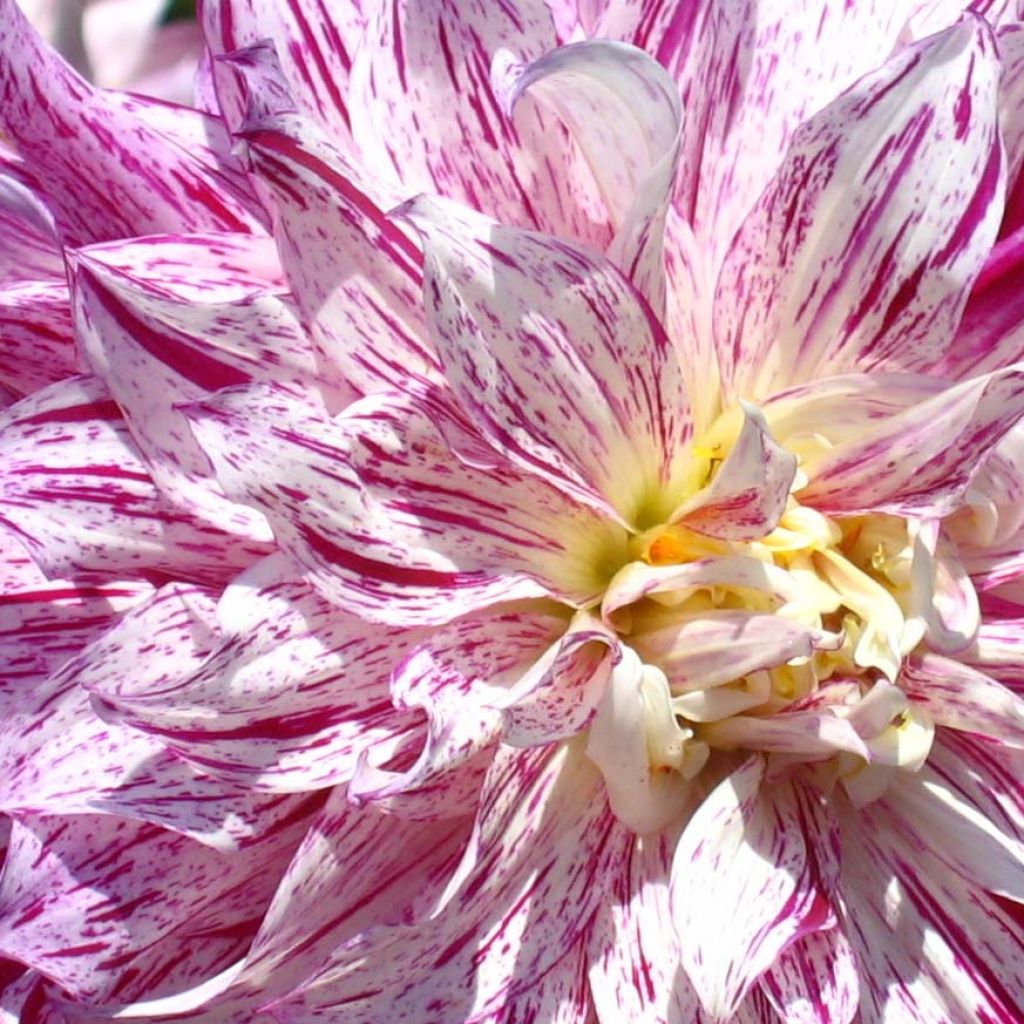 Dália gigante Bristol Stripe