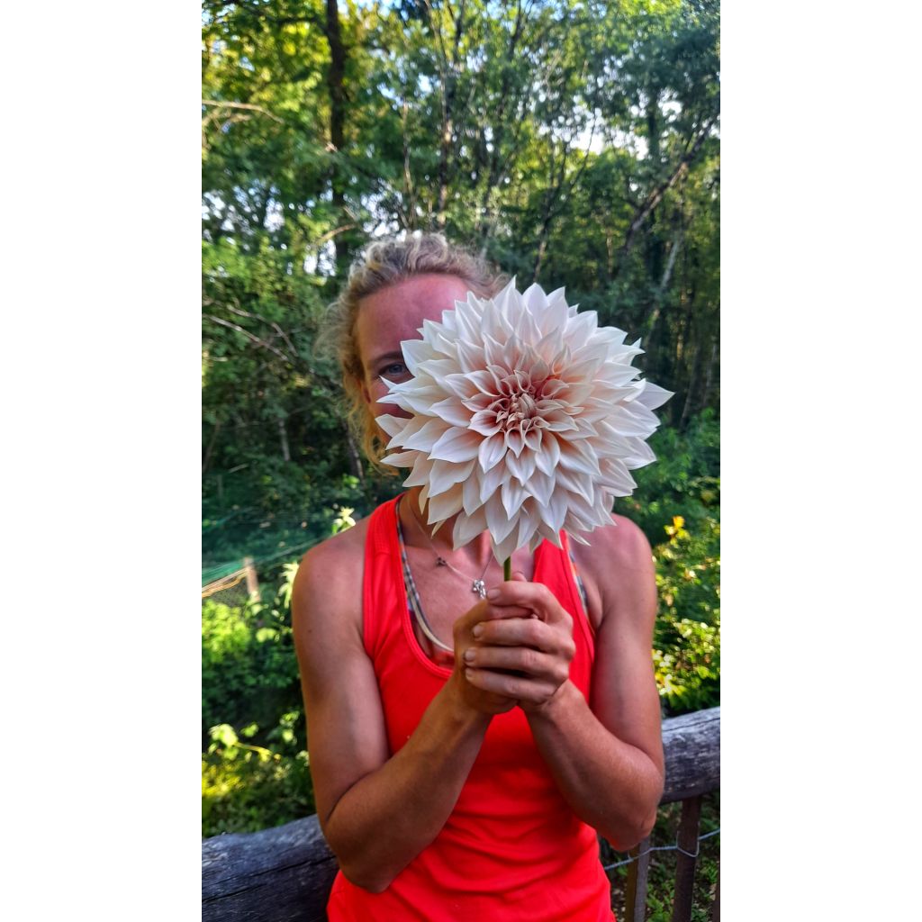 Dália gigante Café Au Lait