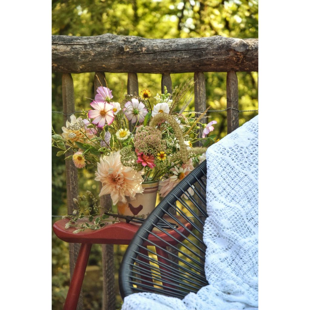 Dália gigante Café Au Lait