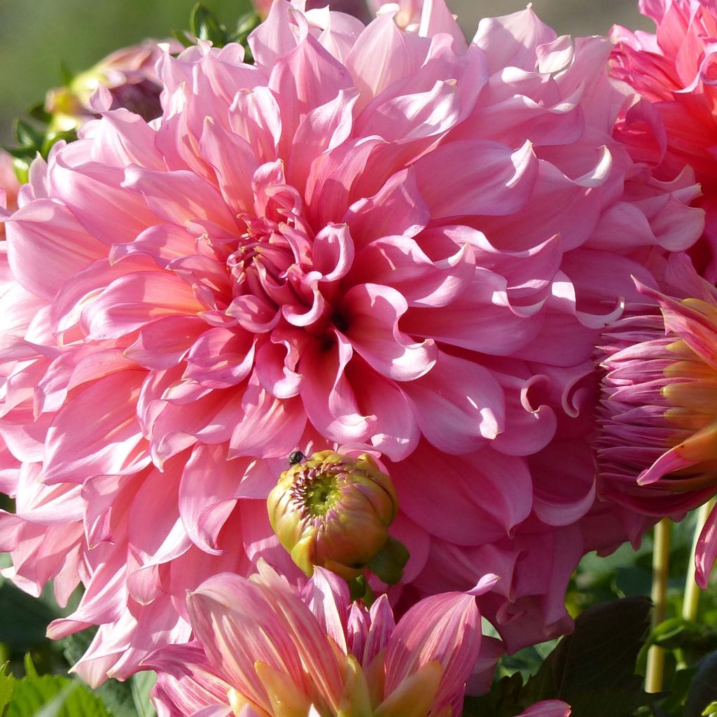 Dália gigante Islander