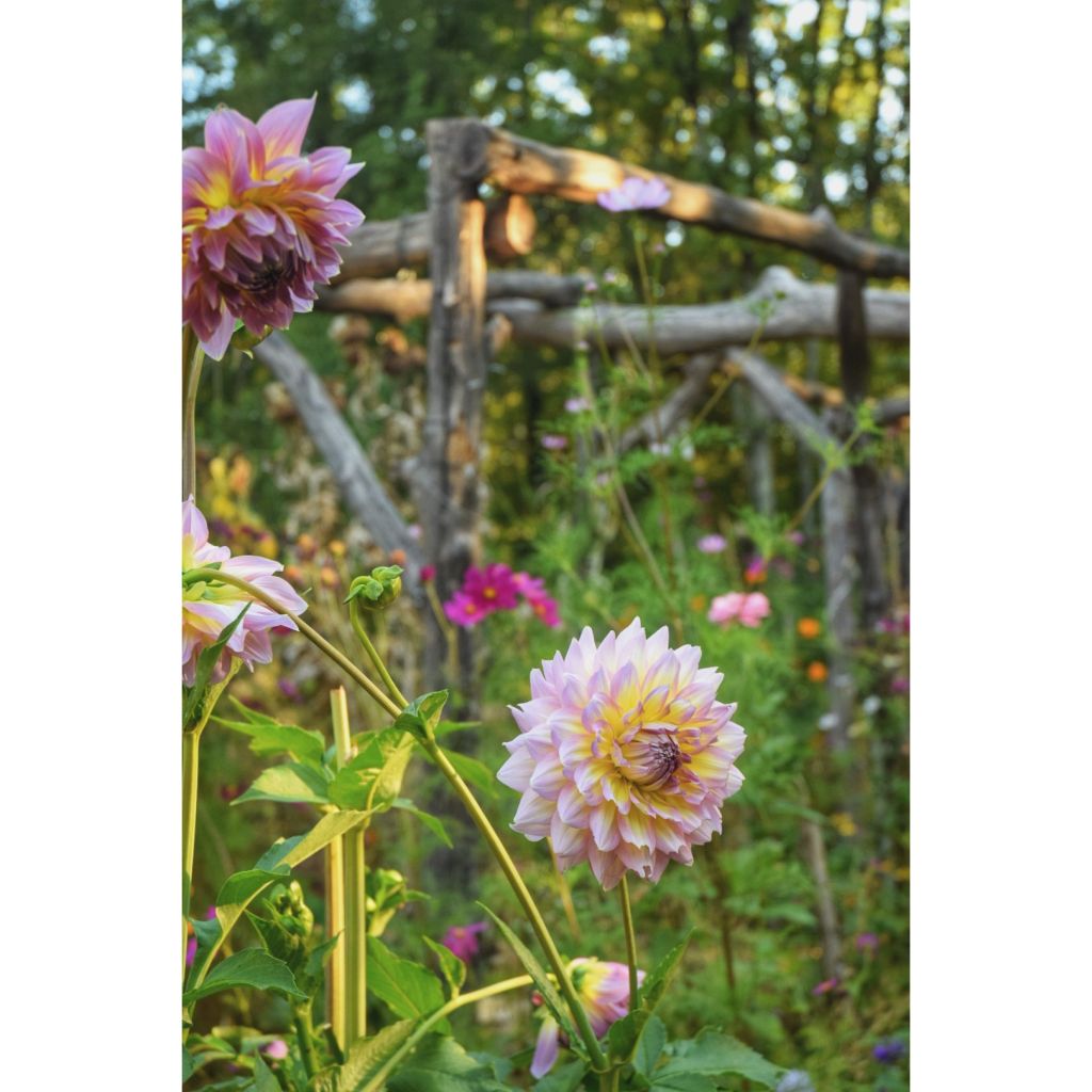 Dália gigante Kid's Climax