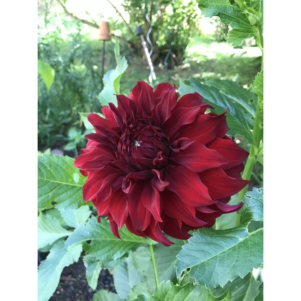 Dália gigante Mingus Alex