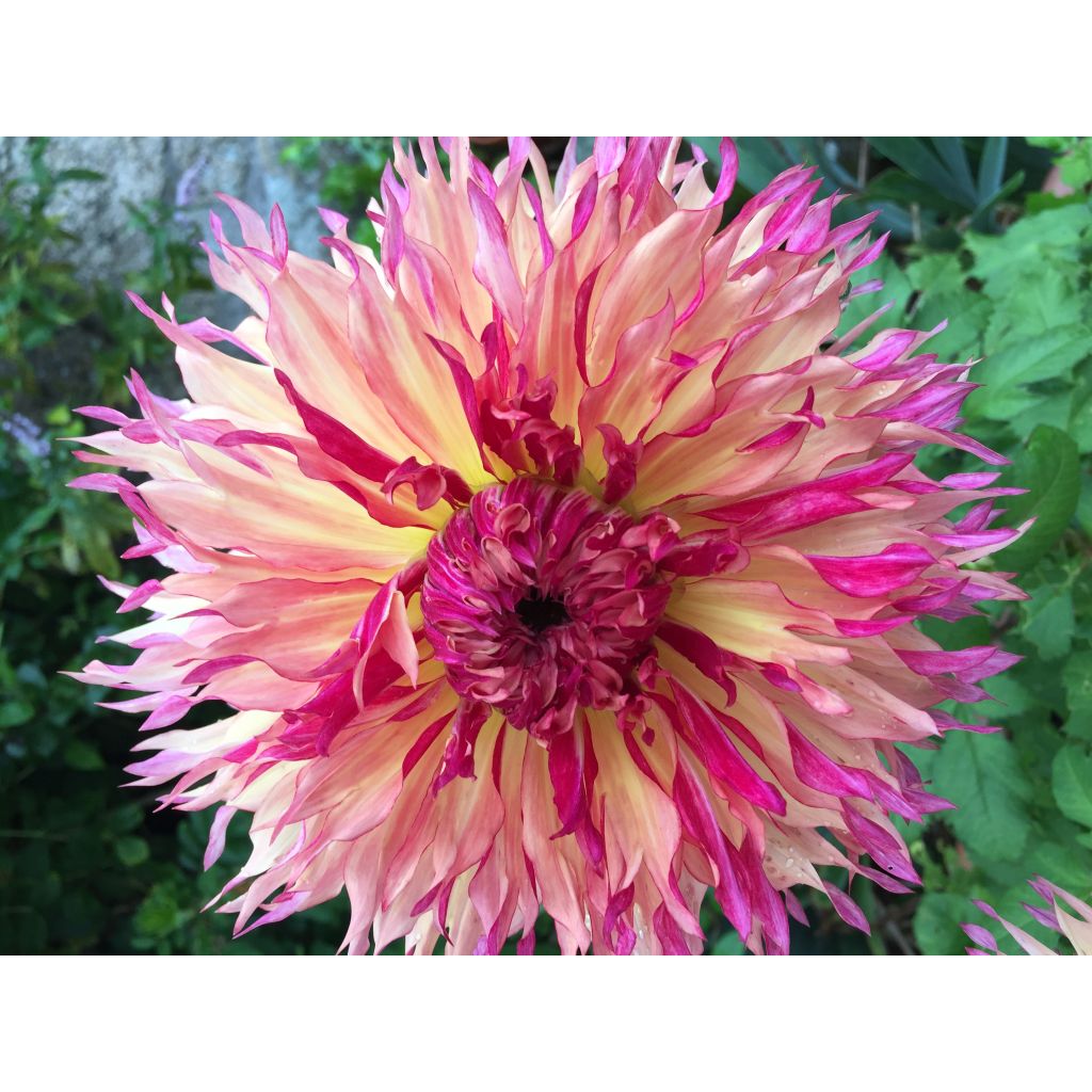 Dália gigante Myrtle's Folly