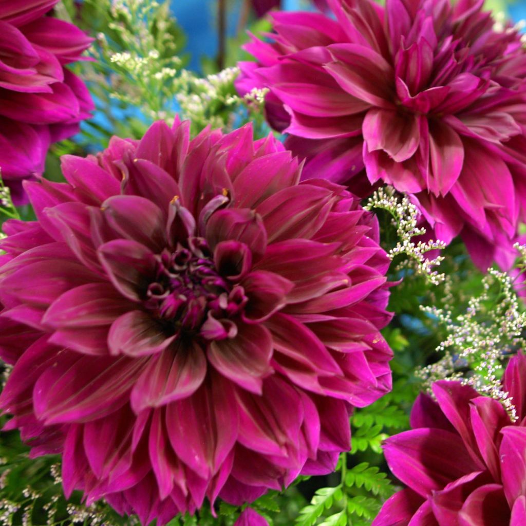 Dália gigante Thomas Edison