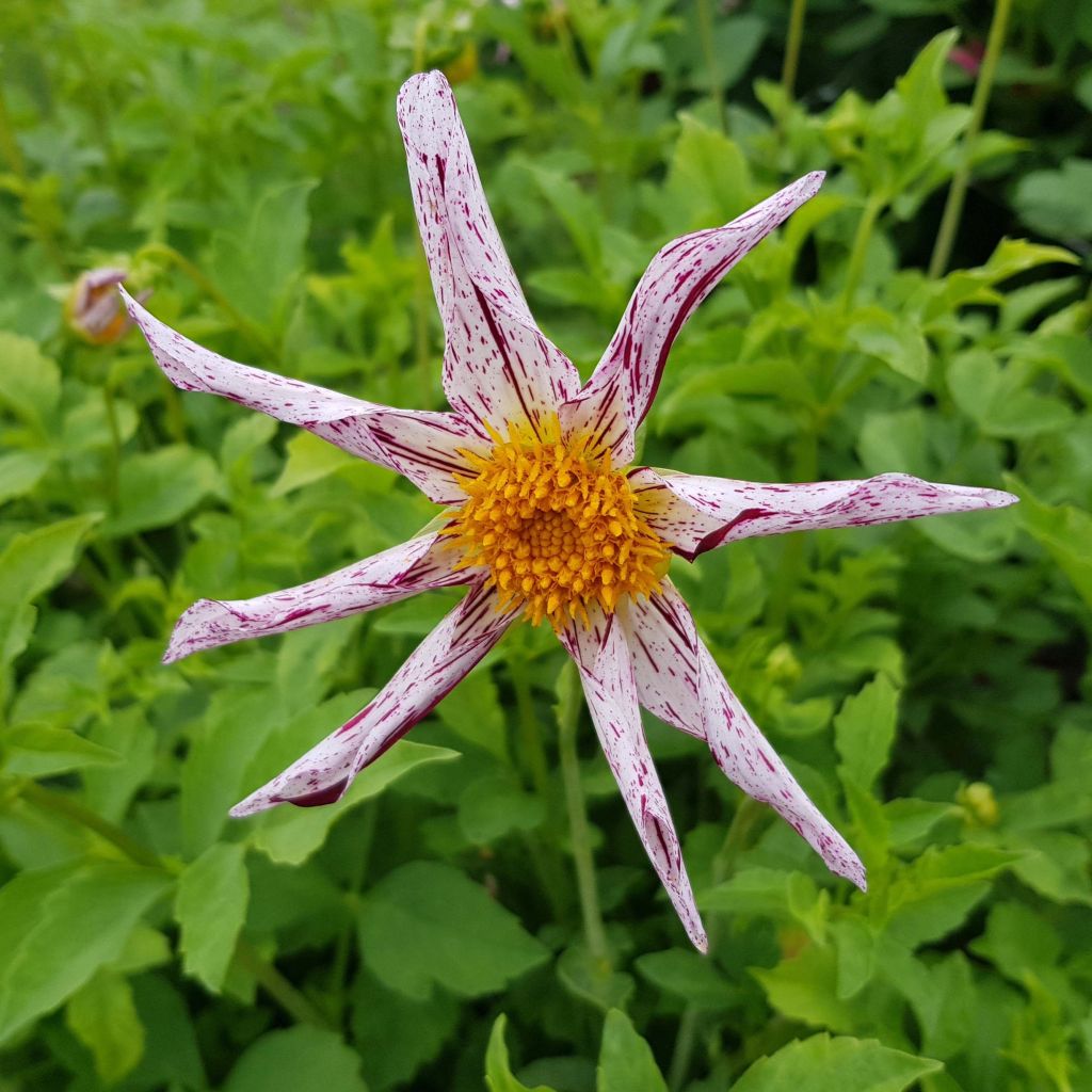 Dália Honka Destiny's Teacher