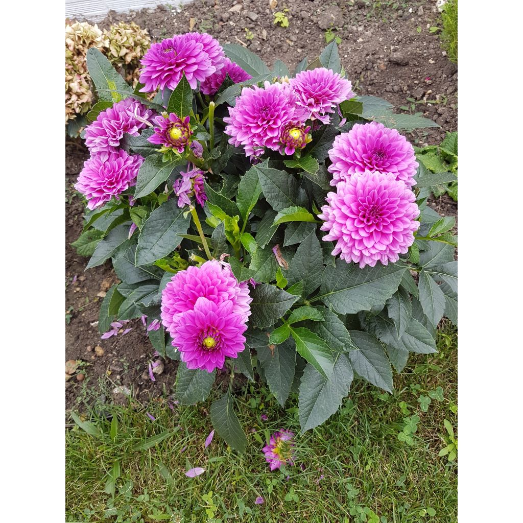 Dália anã Claudette