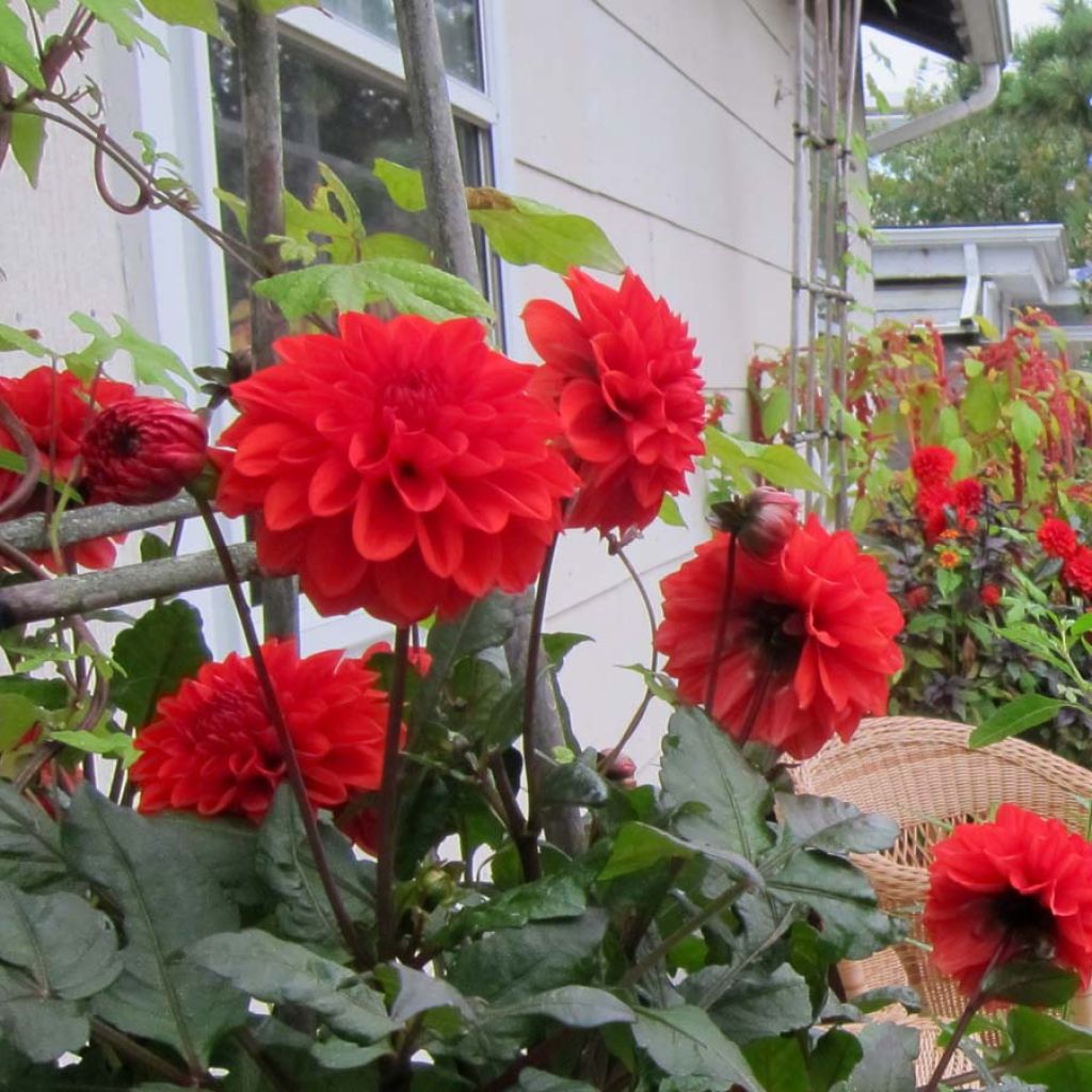 Dália anã Ellen Houston