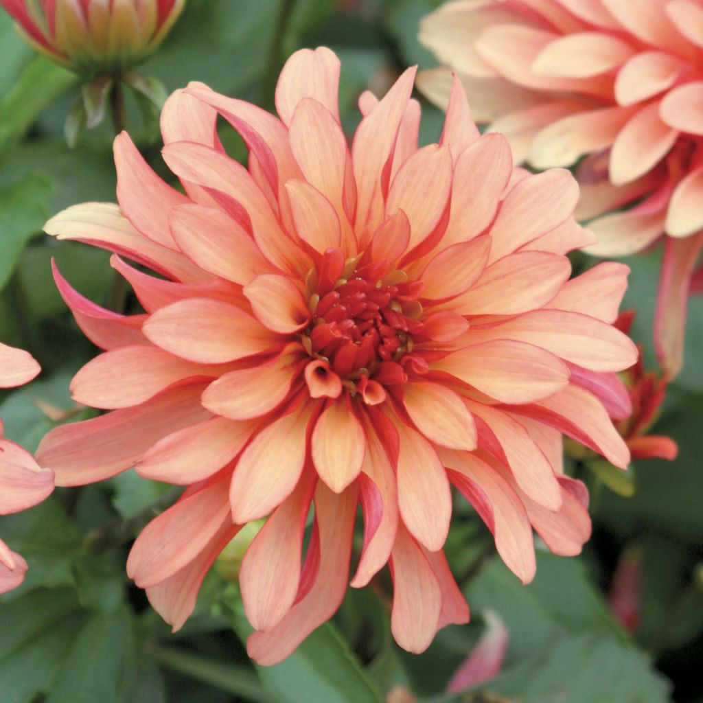 Dália anã Gallery Art Deco