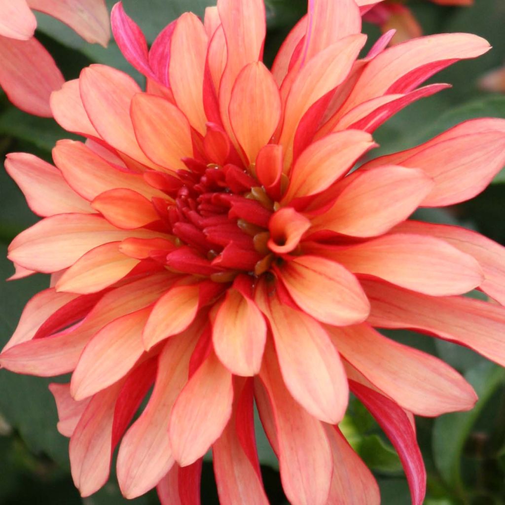 Dália anã Gallery Art Deco