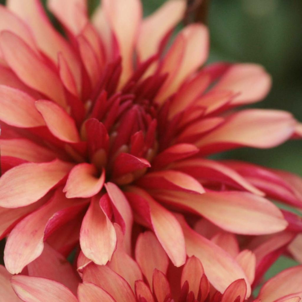 Dália anã Gallery Art Deco