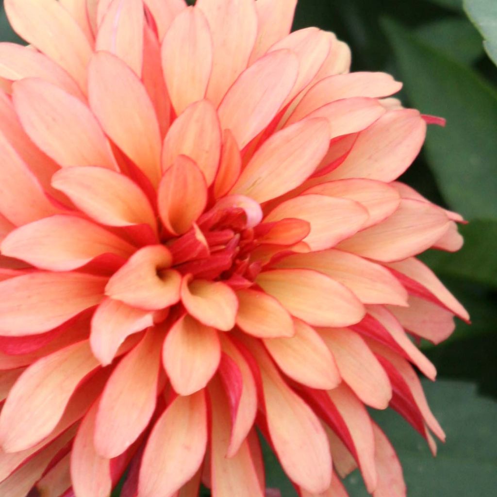 Dália anã Gallery Art Deco