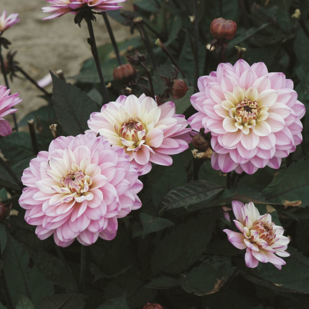 Dália anã Gallery De la Tour