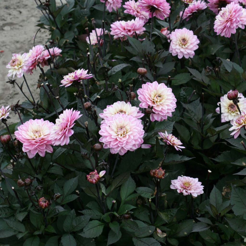 Dália anã Gallery De la Tour