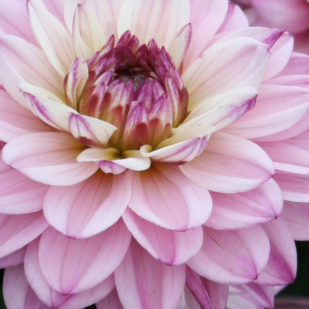 Dália anã Gallery De la Tour