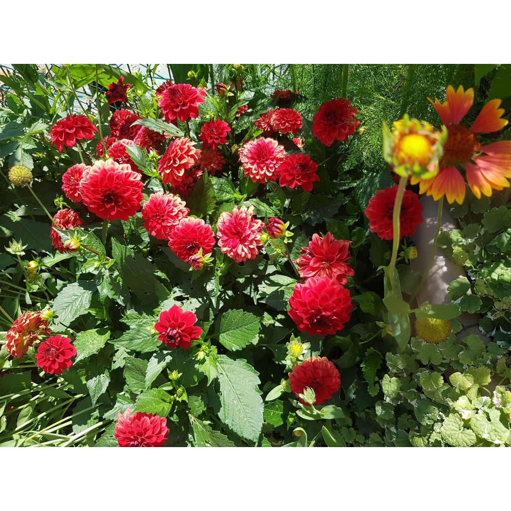 Dália anã Gallery Singer