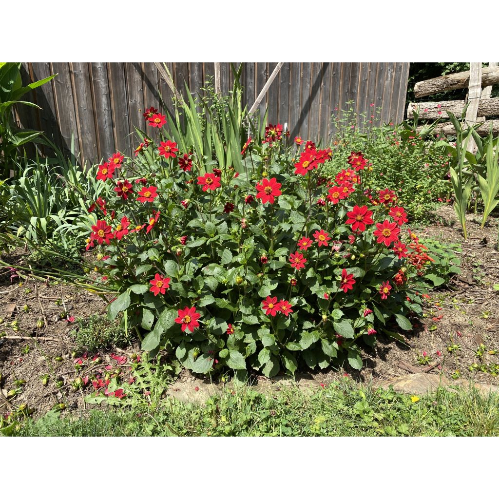 Dália anã Topmix Red