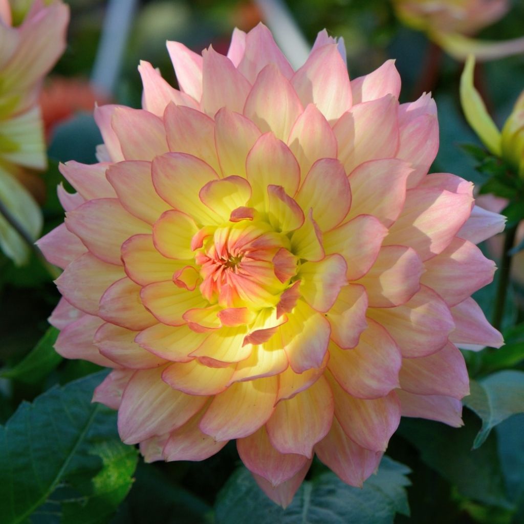 Dália anã Gallery Pablo