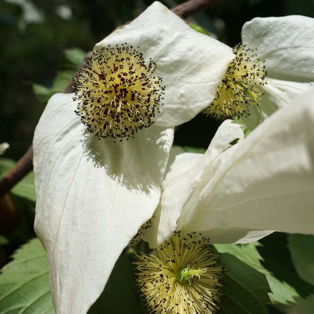Davidia involucrata