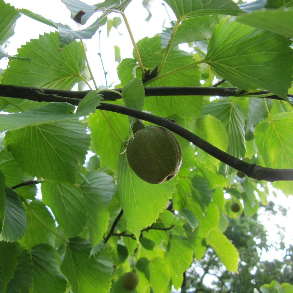 Davidia involucrata