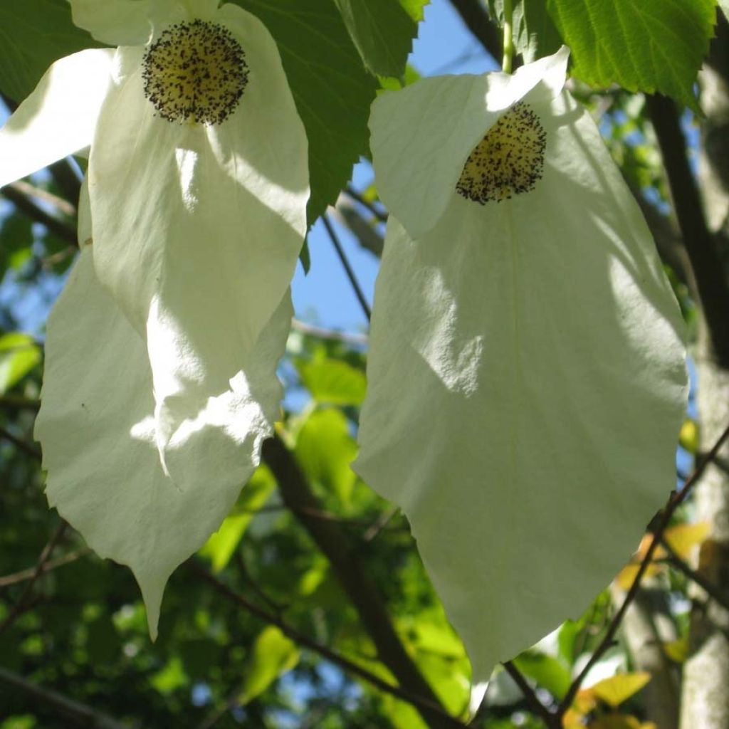 Davidia involucrata Sonoma