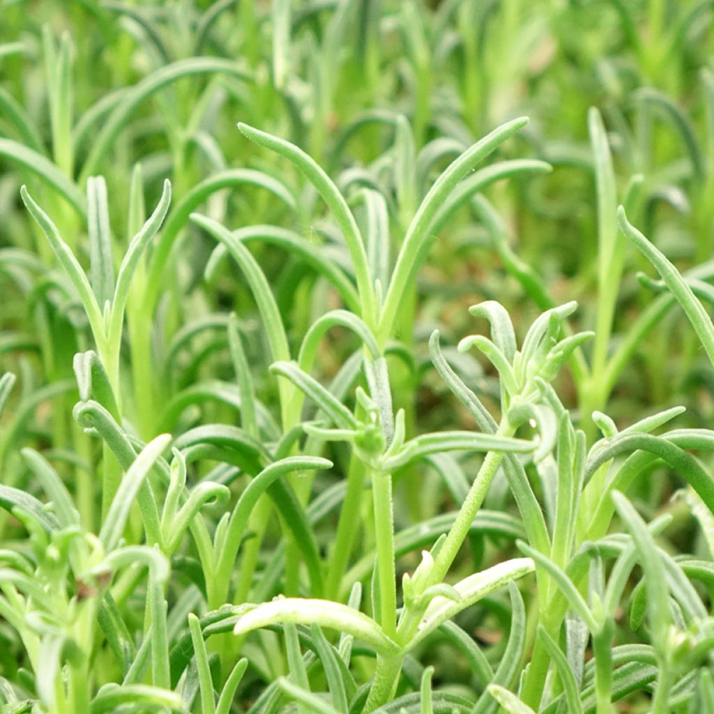 Delosperma Wheels of Wonder Violet