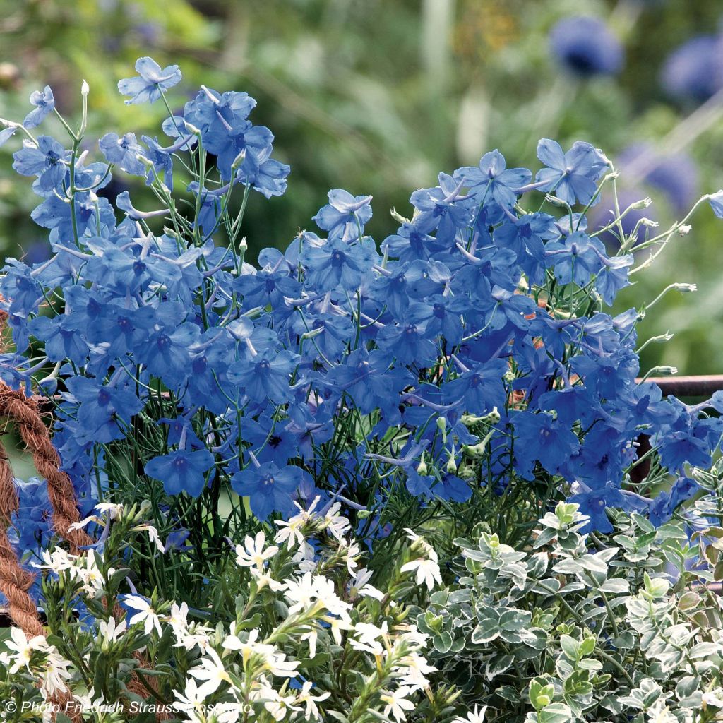 Delphinium grandiflorum Blue Diamonds em sementes