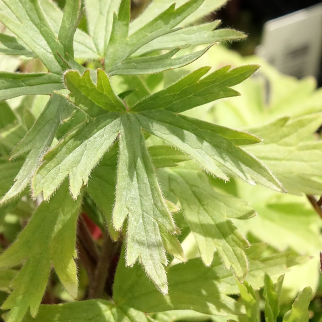 Delphinium Magic Fountain Dark Blue-Black Bee - Delfínio